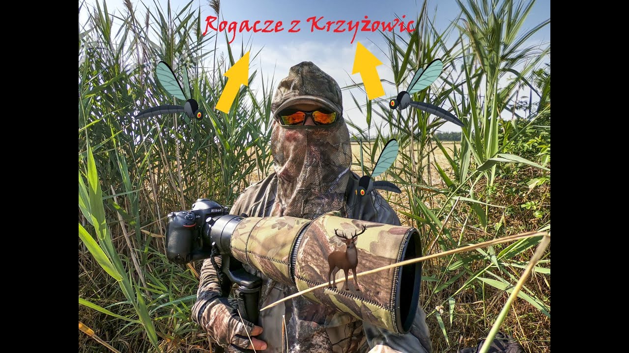 Polowanie na  Rogacze z Krzyzowic