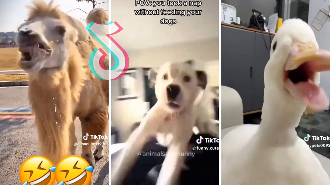 Tail-Wagging Funnies: Unforgettable Animal Moments