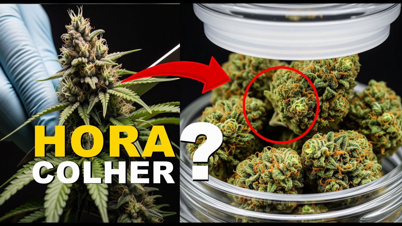 CANNABIS COMO FAZER MANICURA SECAGEM E COLHEITA