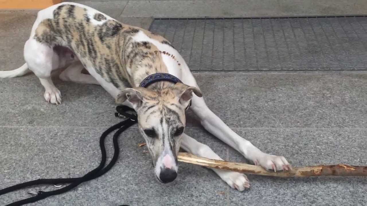 Mr. Weasley und das Stöckchen - ein aufregender Heimweg