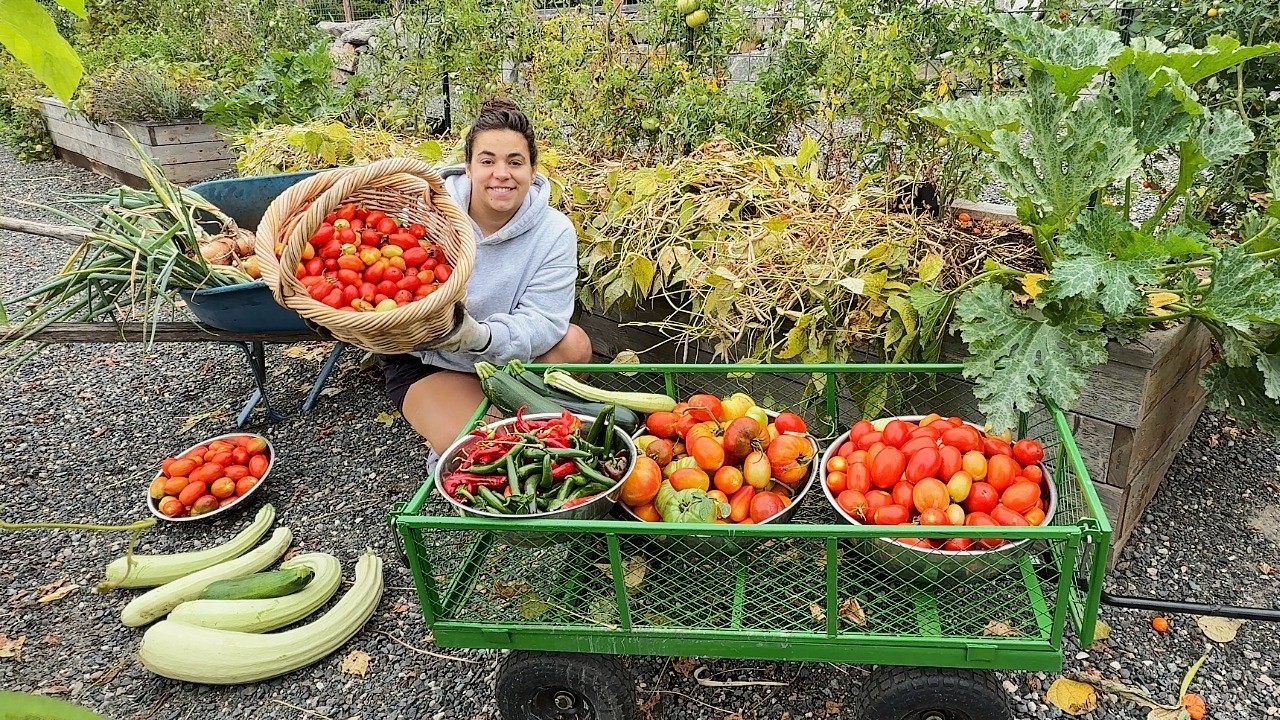 A Massive Late Summer Garden Harvest and Full September Garden Tour!