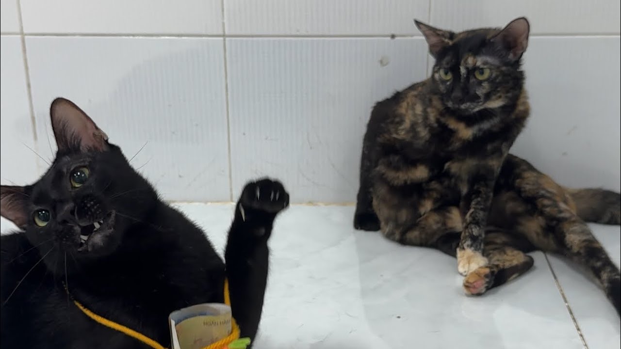 Tình bạn sứt mẻ của Lem và Đậu