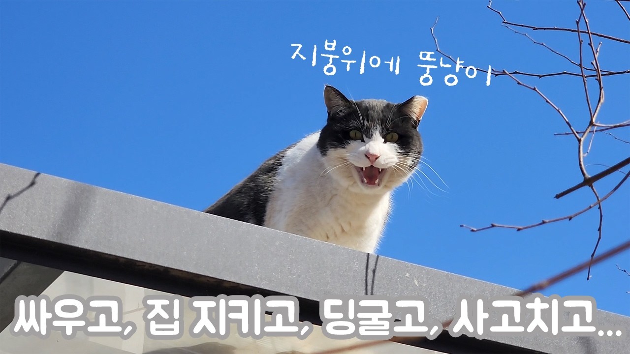 [#] 시골 마당고양이들 보살피면 생기는 일상들