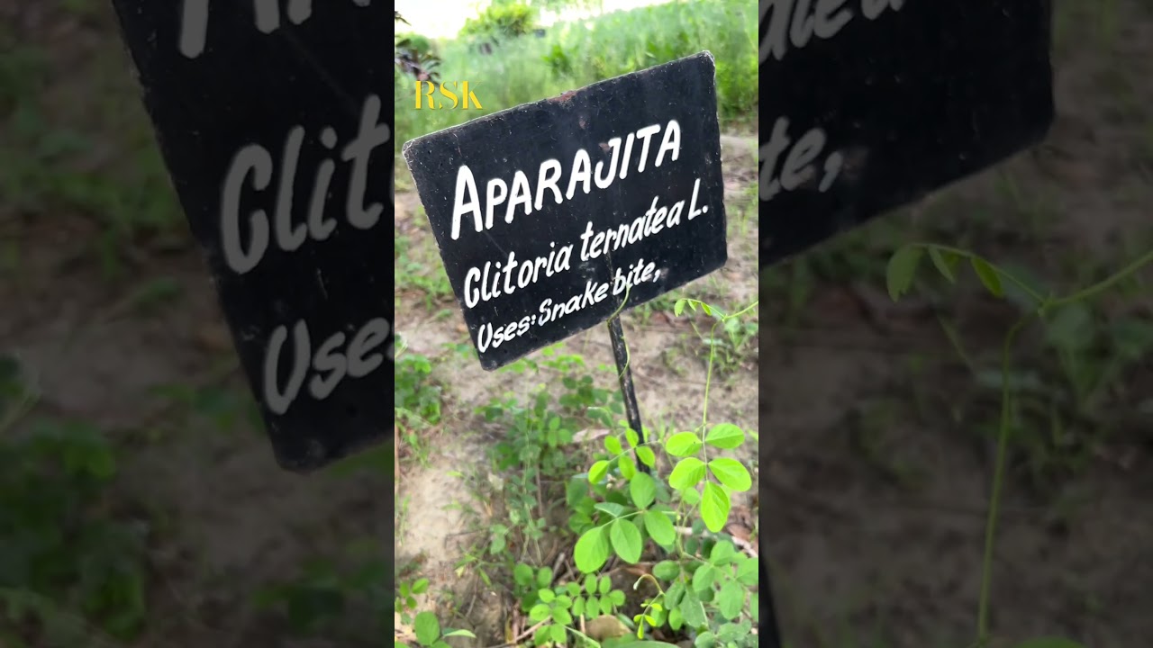 #Aparajita #Clitoria ternatea #Asian pigeonwings #bluebellvine #nature #shorts #viral #shortsvideo
