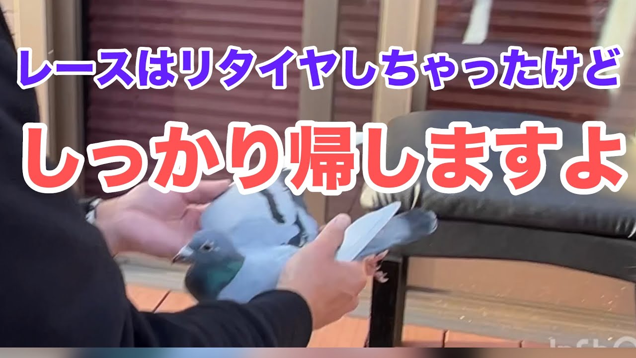 出会えて良かった。目指す鳩舎はもう少し！…。の巻