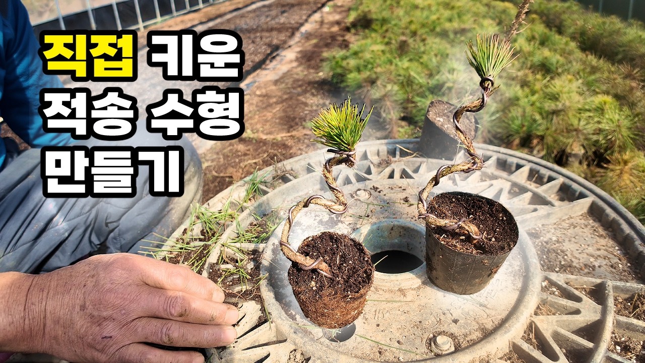 직접 키운 적송 묘목으로 수형 만드는 법 | 소나무 수형 스타일 총정리