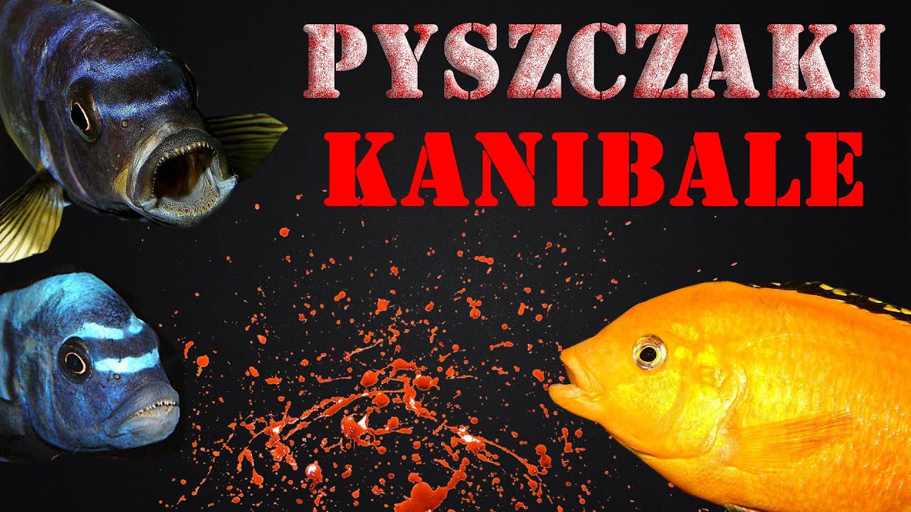 Pyszczaki kanibale 👹 kanibalizm w akwarystyce
