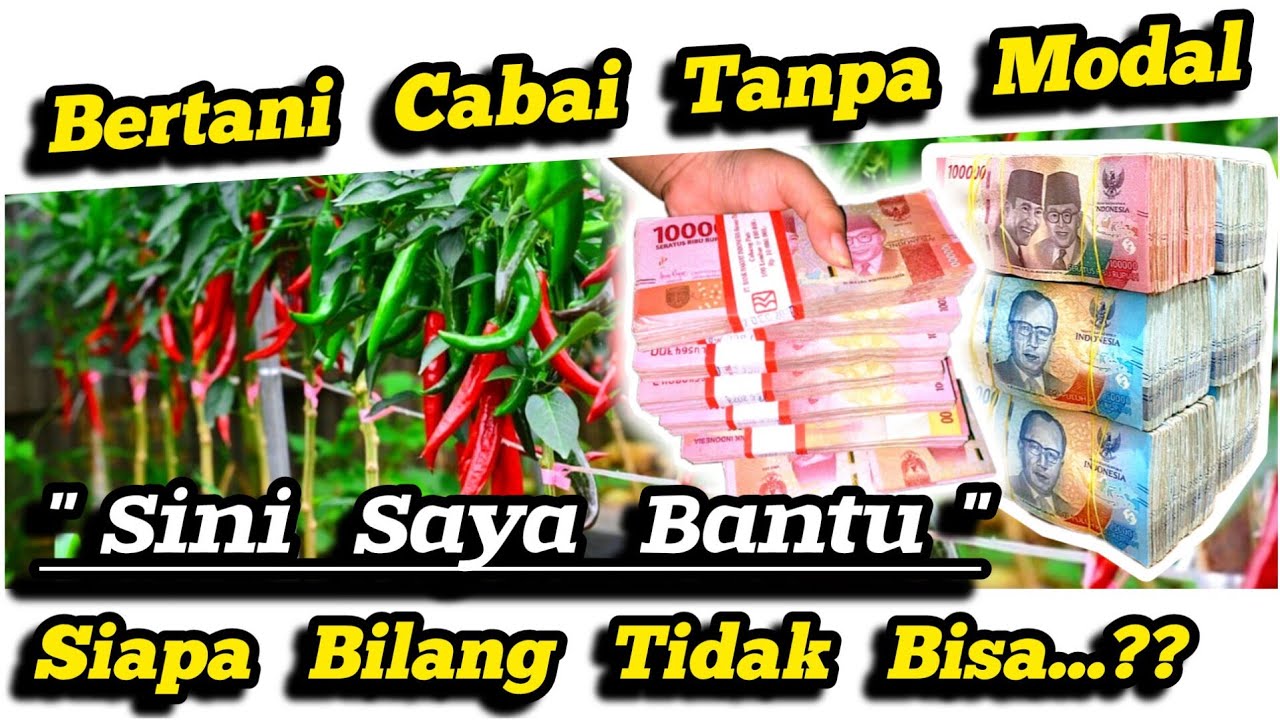 🔴 Peluang Usaha Bisnis Pertanian Cabai Rawit Tanpa Modal‼️Cara Hitung Budidaya Cabai Untuk Pemula ✅