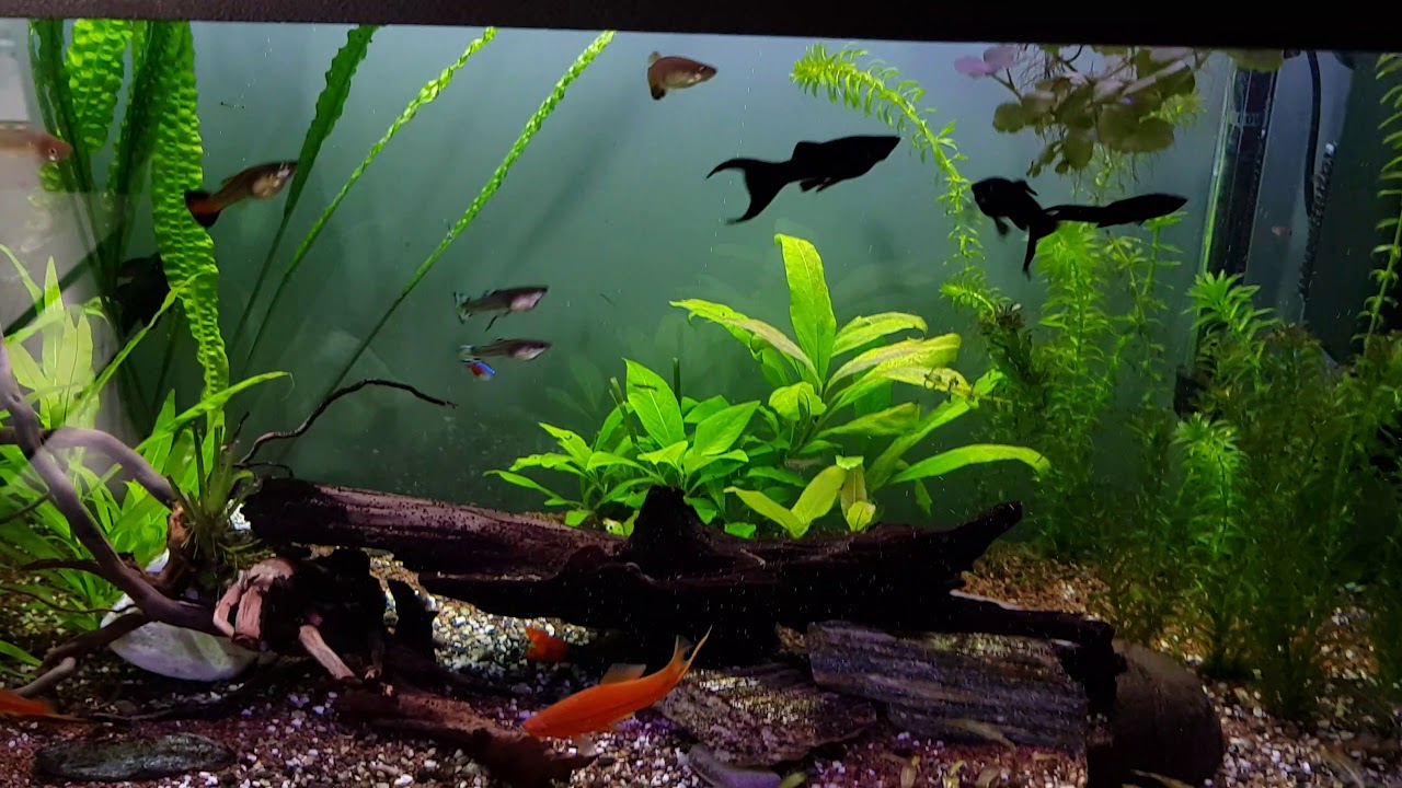 Korekcja ph/KH czekamy na efekty !🌿🌿🌿🌿🌱🌱🌱🌿🌱🌿🌱