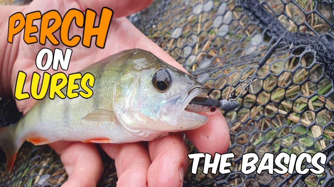 How to Catch Perch with Lures (Canals)