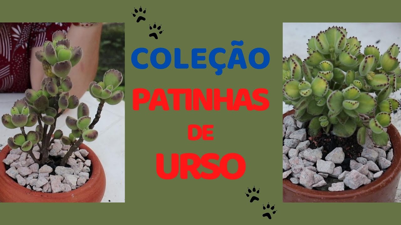 Minha COLEÇÃO das suculentas Cotyledon tomentosa, as lindas PATINHAS DE URSO / Grazi Bittencourt