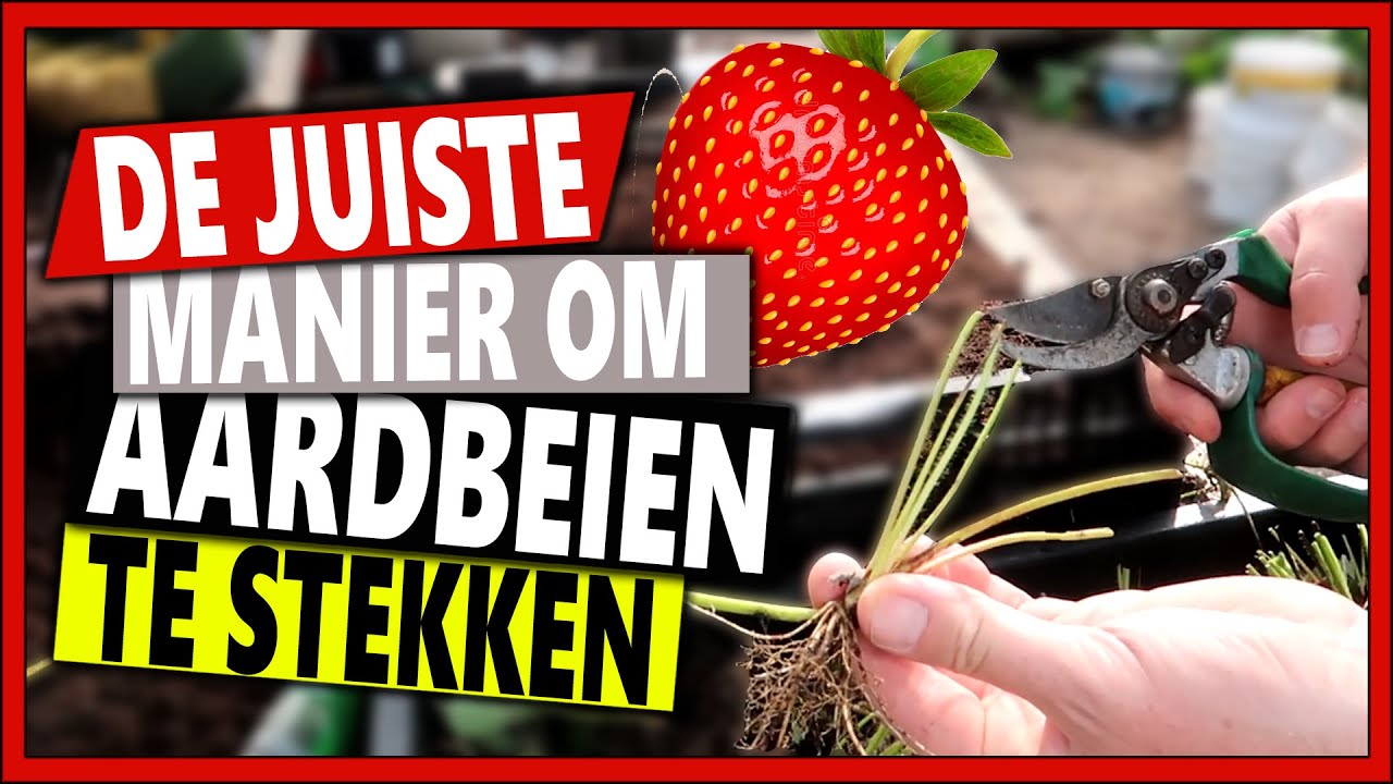 DE JUISTE MANIER OM AARDBEIEN TE STEKKEN | Week 38 | Vlog 104 | Hoe stek je een aardbeienplant
