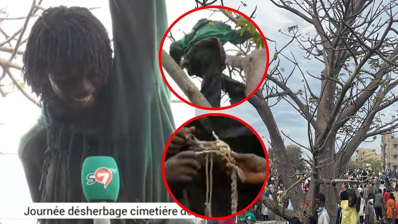 Désherbage du cimetière de Pikine : Des pratiques mystiques découvertes sur un baobab