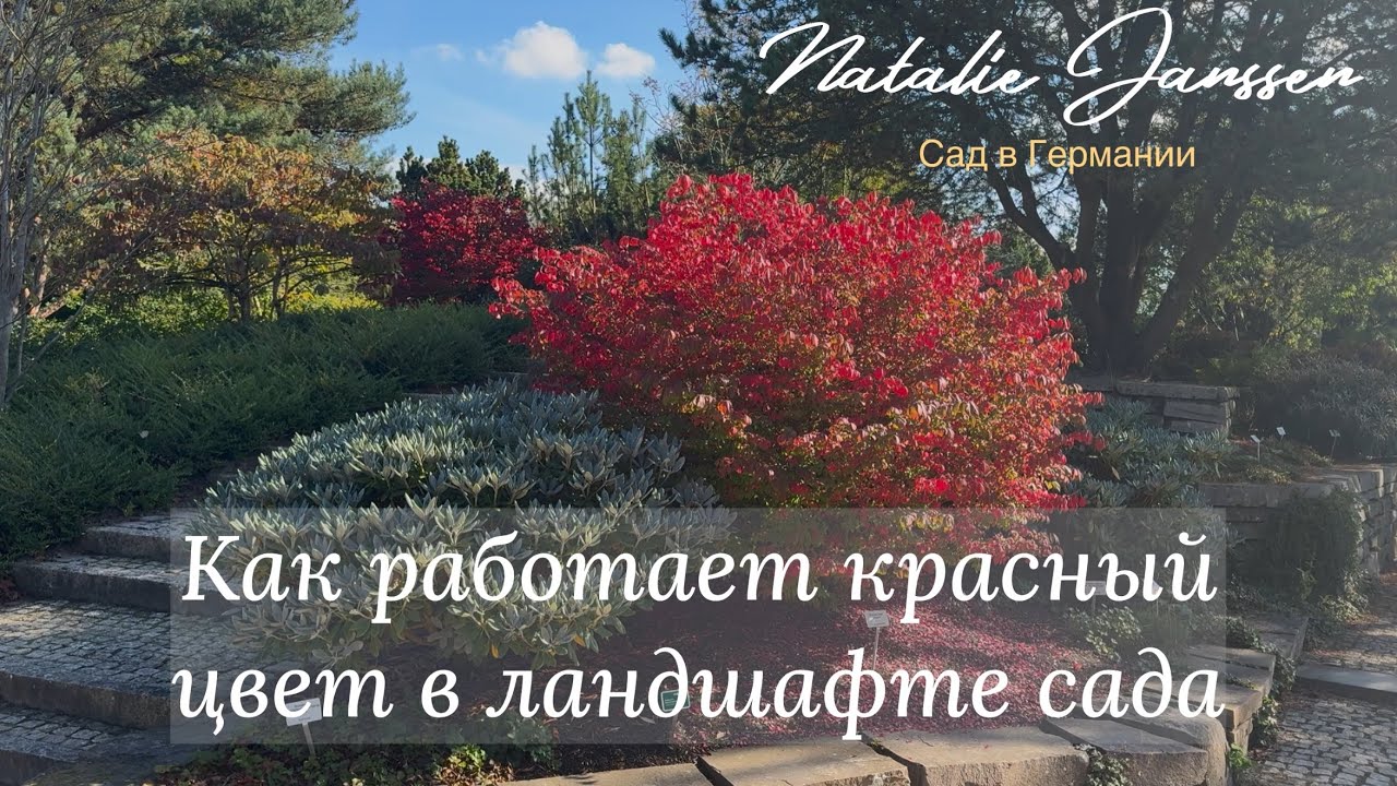 Red in the garden in autumn: trees, shrubs, and berries🙏🏻