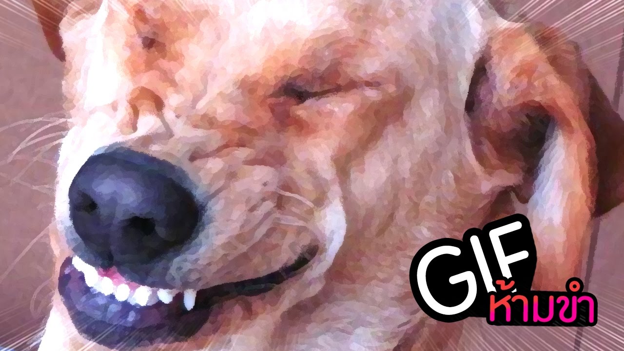 แก้หงุดหงิดด้วยภาพ Gif