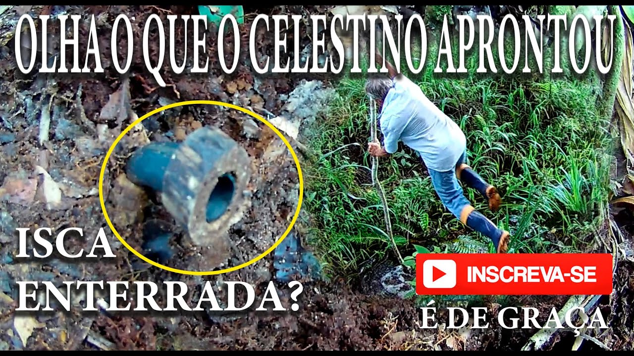 122- ARMANDO ISCAS DE 5 LITROS GUARAIPO, MANDAÇAIA E OUTRAS ABELHAS SEM FERRÃO. DICAS