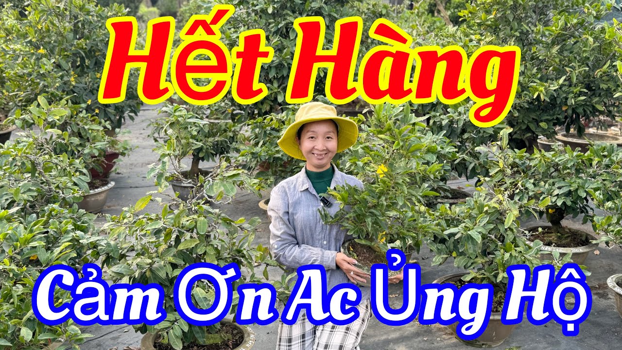 11/1 Vườn siêu xả giá cực rẻ 💥15k-30k🌲siêu khủng nút nụ 🌲nhiều mã số đẹp 🌲🌲🌲☎️ 0905353796