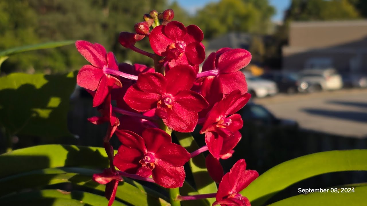 Sophie's Garden 明艳夺目又美又香的万代兰Vasco. Crownfox Red Gem x Ascda. Peggy Foo