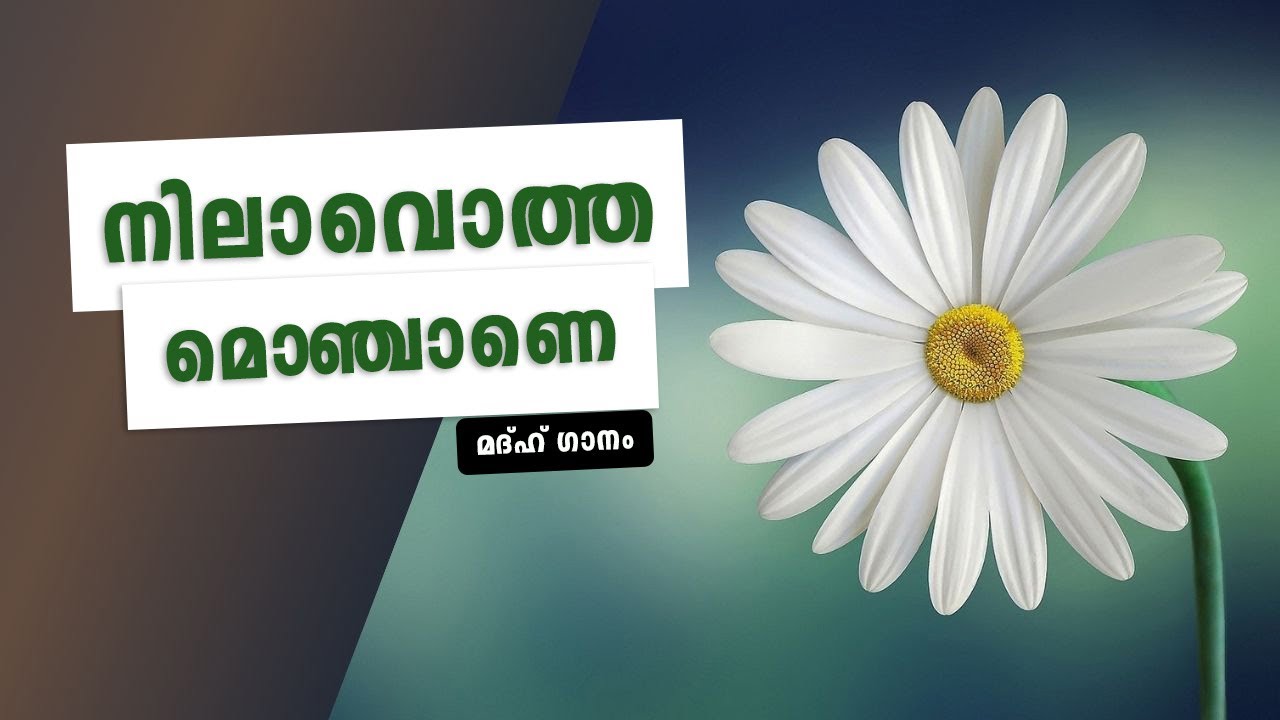 നിലാവൊത്ത മൊഞ്ചാനെ മീലാദ് പാട്ട് | Nilavotha Monajane | Madh Song | Ashiq T |Basil M K | Muzammil P