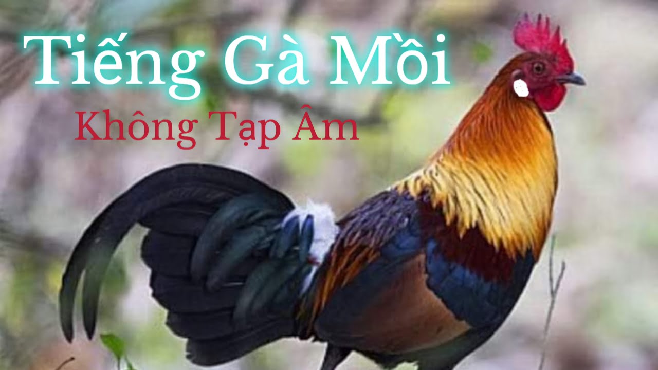 Tiếng Gà Mồi | Âm Rừng Cực Phê | 2024