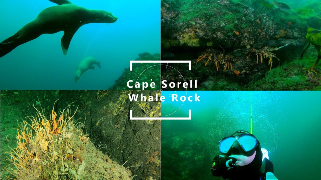 Diving Whale Rock Cape Sorell