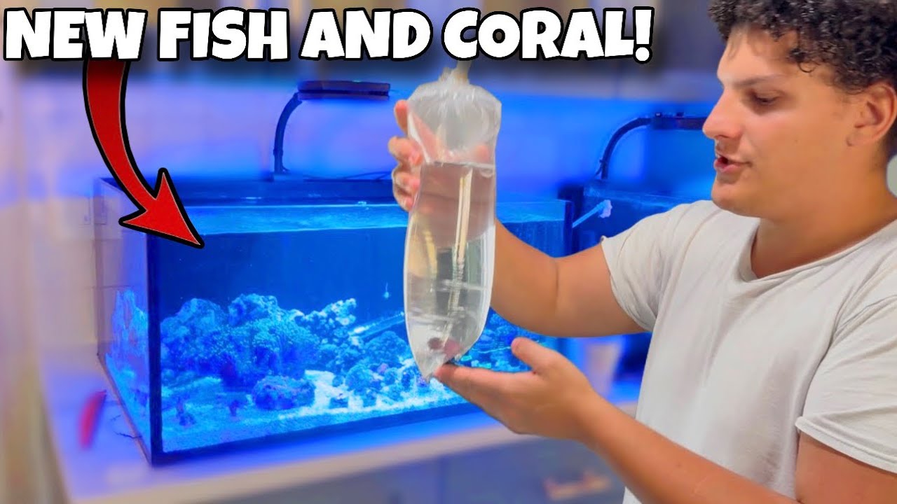 I Bought NEW FISH And Corals For My Reef AQUARIUMS!
