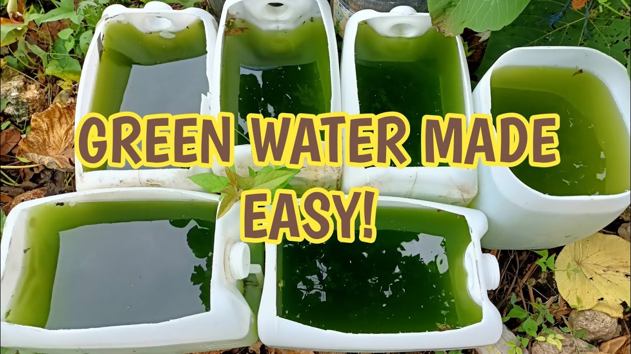 HOW TO CULTURE GREEN WATER EASILY