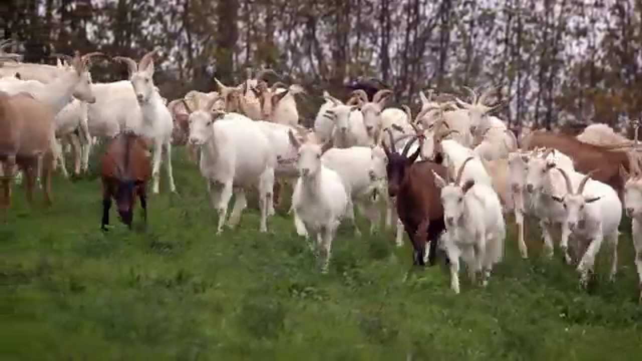 Dream of Itay: Goat Cheese in Umbria