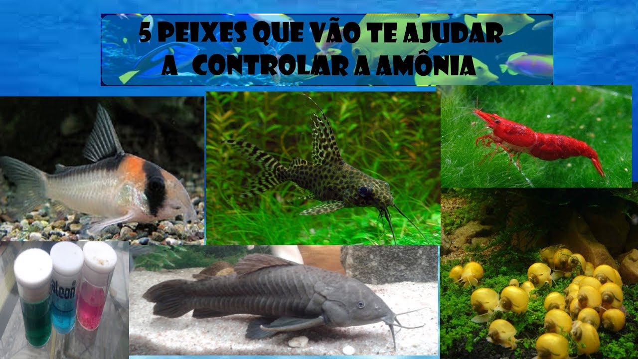 5 Peixes que vão ajudar a controlar a amônia