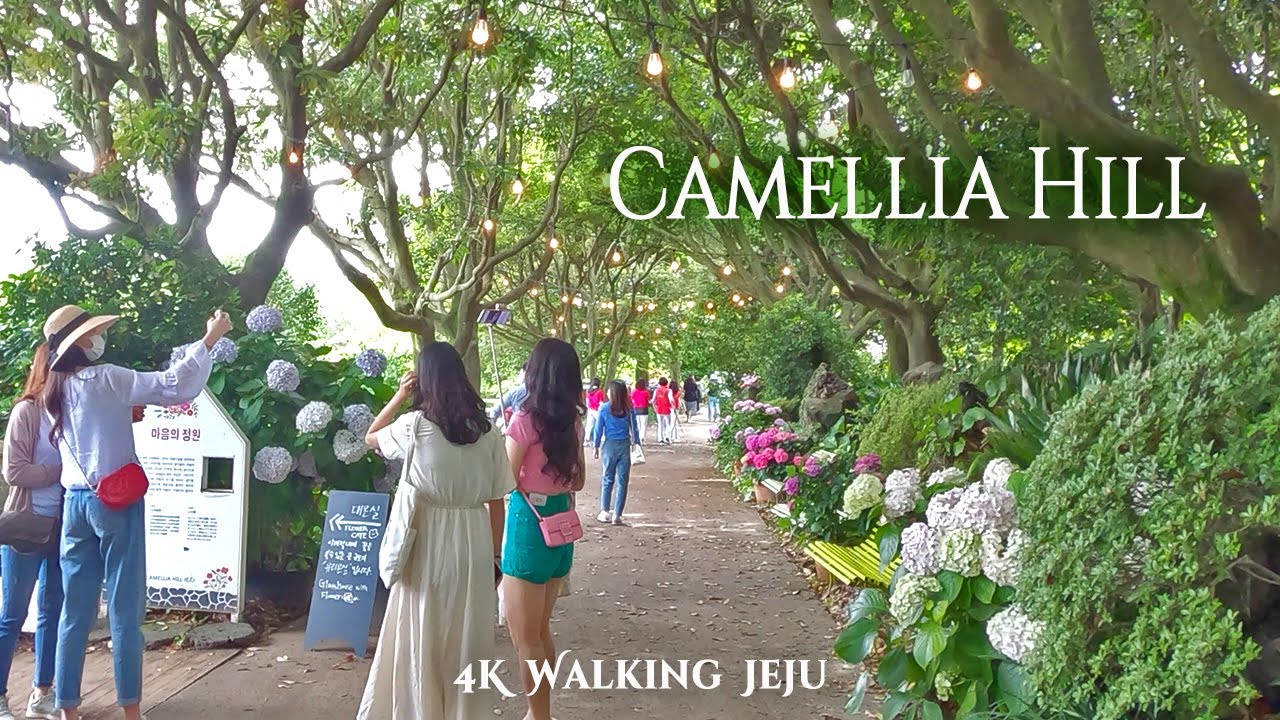 제주도 인생샷 명소! 꽃과 숲이 어우러진 '카멜리아 힐' 힐링 산책 | Camellia Hill Flower Garden Walk [4K]