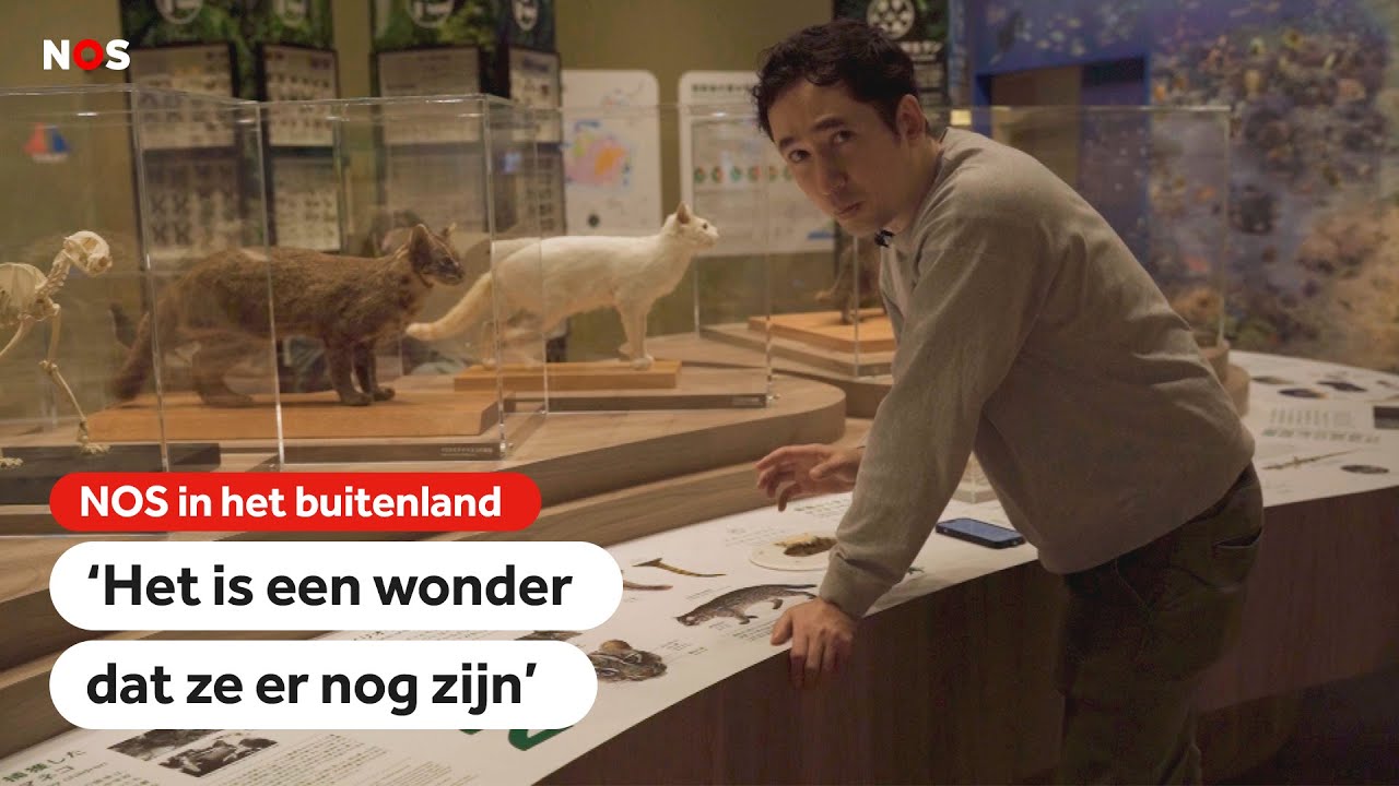 Japanners proberen laatste 100 wilde bergkatten te redden