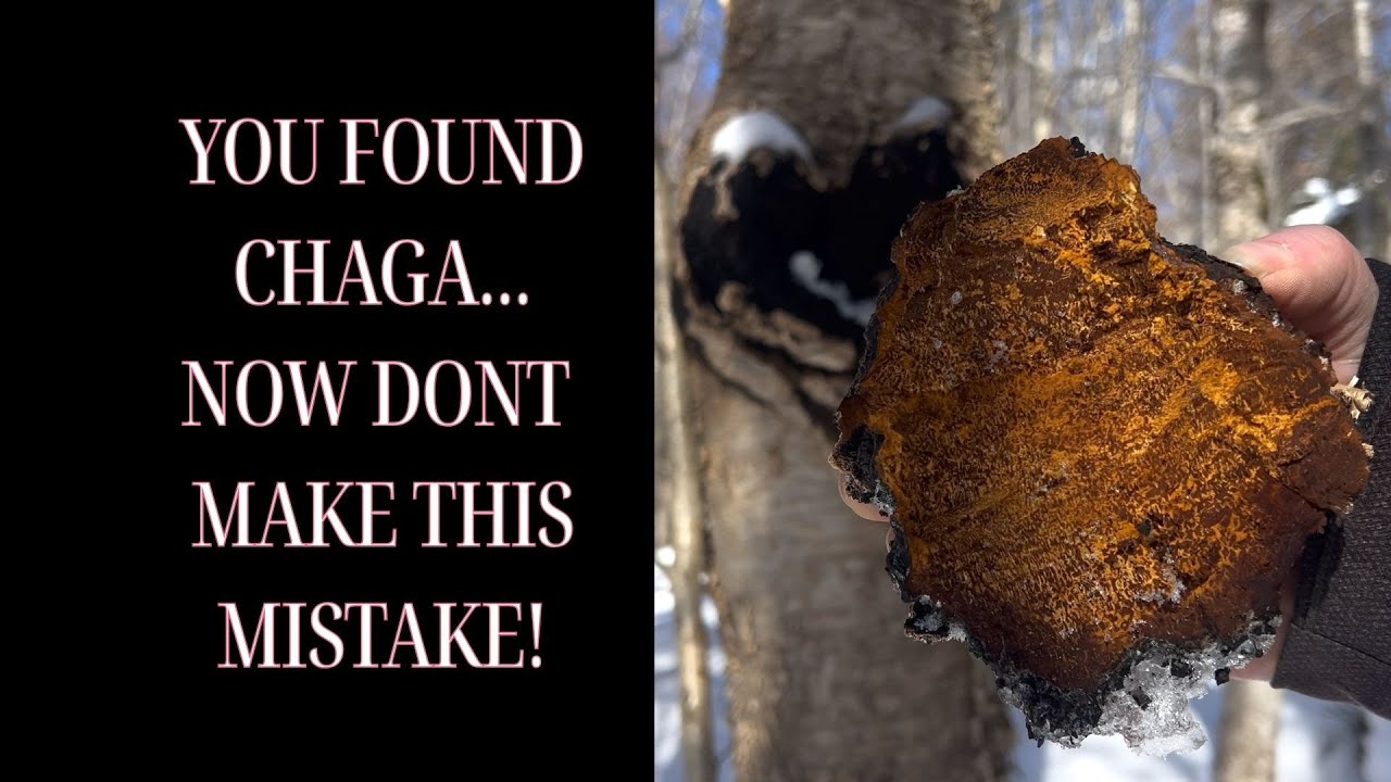 YOU HARVESTED CHAGA- HERE'S WHAT TO DO NEXT!