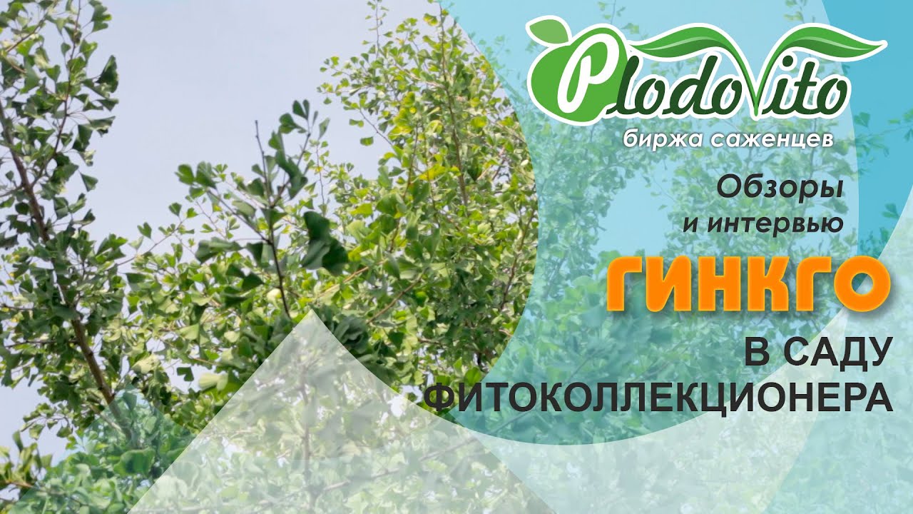 ГИНКГО В САДУ ФИТОКОЛЛЕКЦИОНЕРА