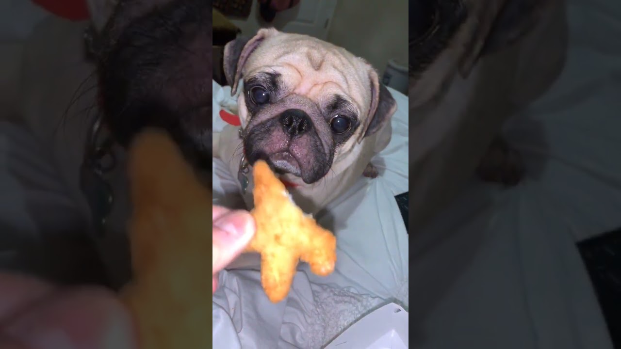 Dog takes a small bite from a nugget