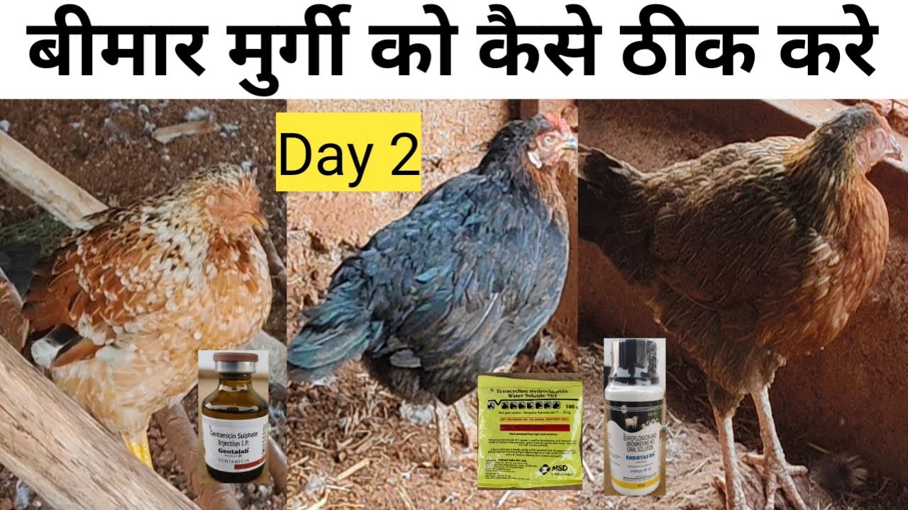 मुर्गी को बीमारी से कैसे बचाए 🐓 Day 2 | murgi ki bimari | murgi ki bimari ki dava #farming