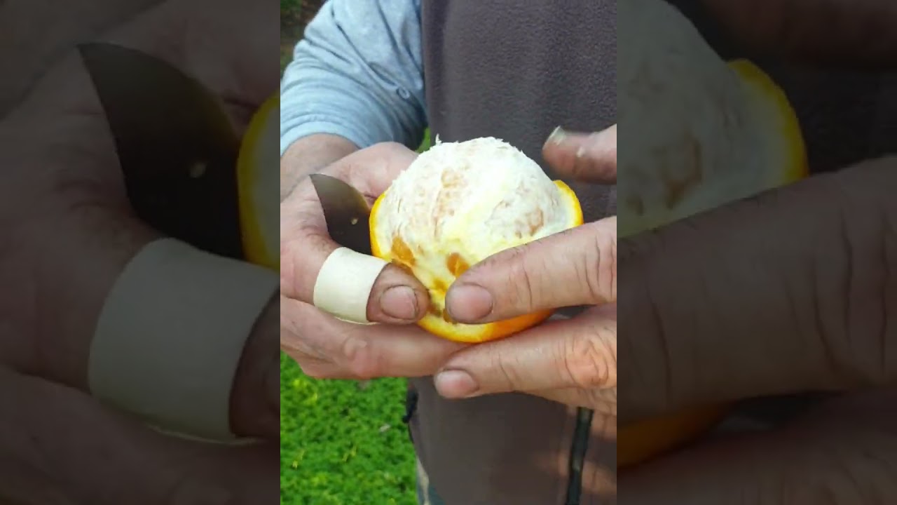 NUEVA... VARIEDAD NAVEL POWER SUMMER