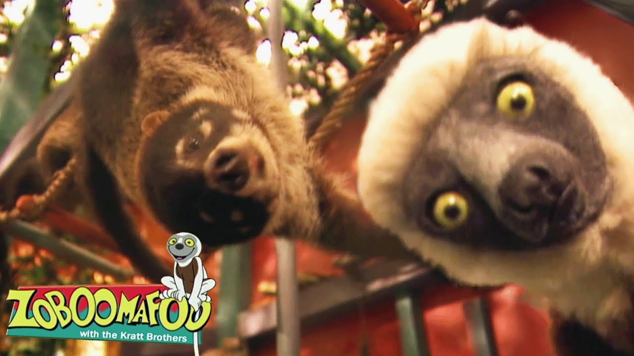 Escalade | Zoboomafoo Française - WildBrain | Apprenez-en plus sur les Animaux!