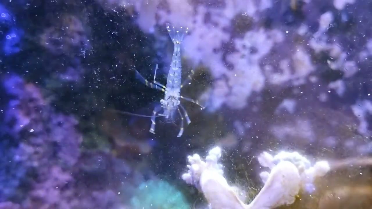 Aquário marinho #aquariomarinho #aquarium 
