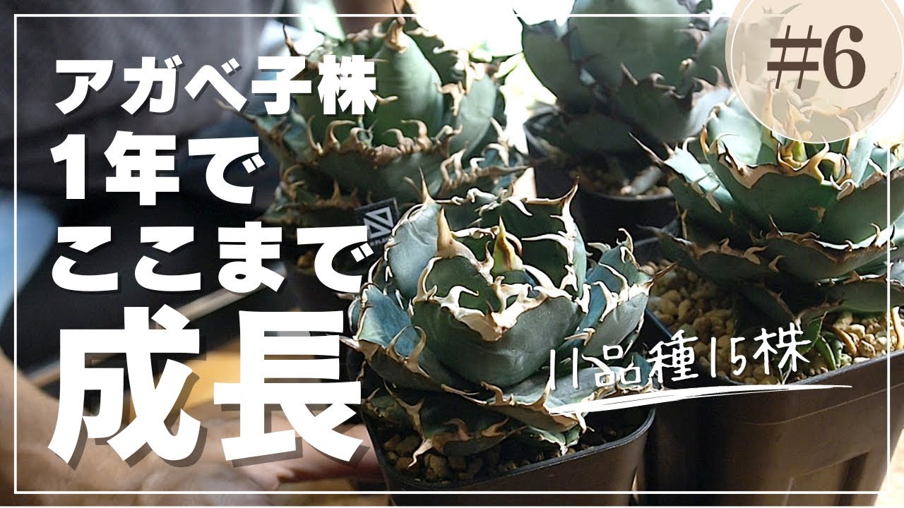 アガベチタノタ子株成長記録⑥初心者でも1年間でここまで大きく育てられる！