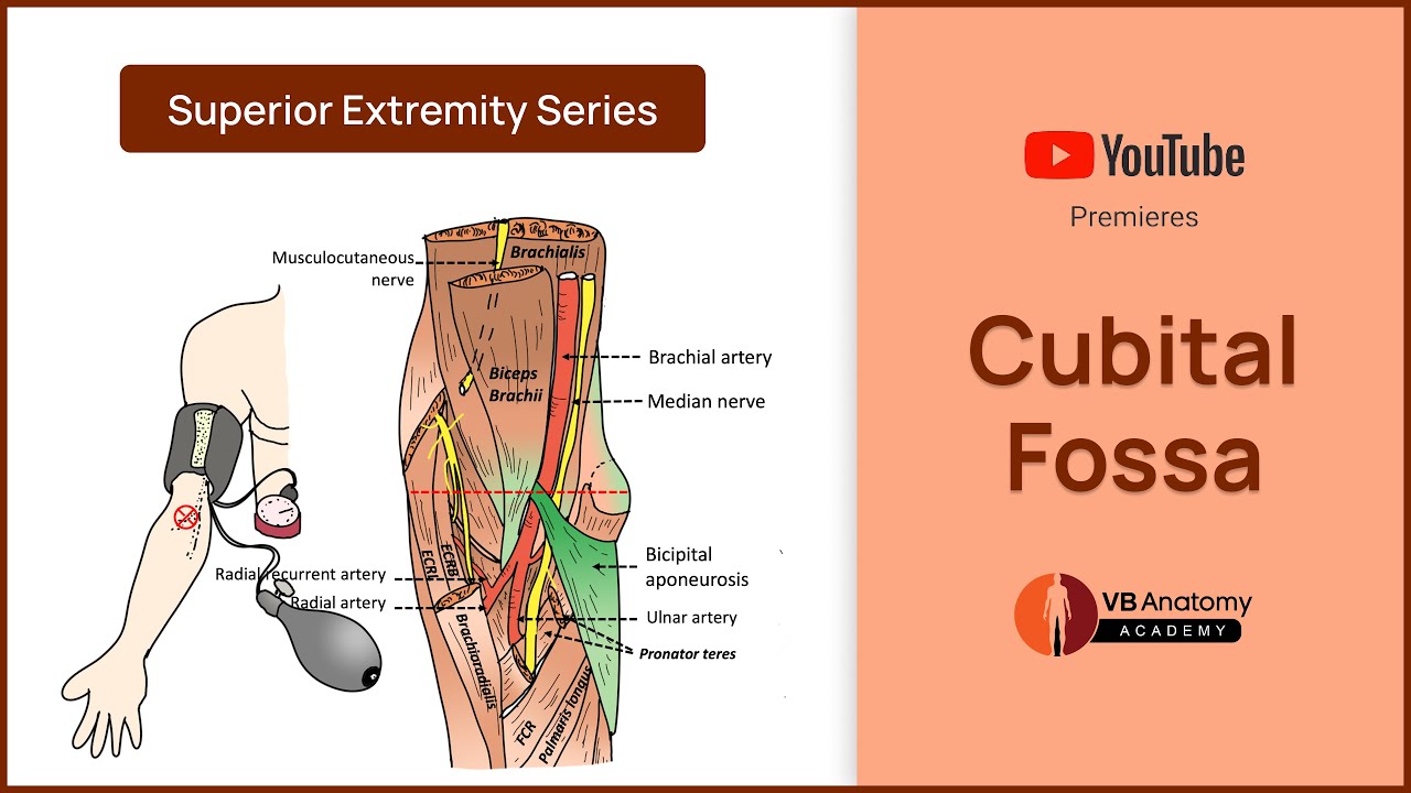 Exploring the Cubital Fossa: Anatomy, Boundaries, and Clinical Significance | VB Anatomy.