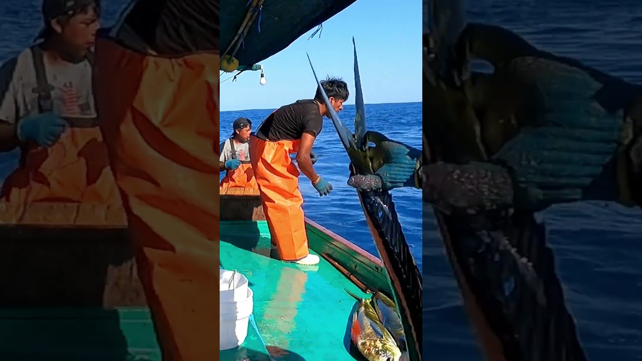 Desde una peque&ntilde;a lancha&hellip; &iexcl;capturan Mahi Mahis gigantes sin fallar!