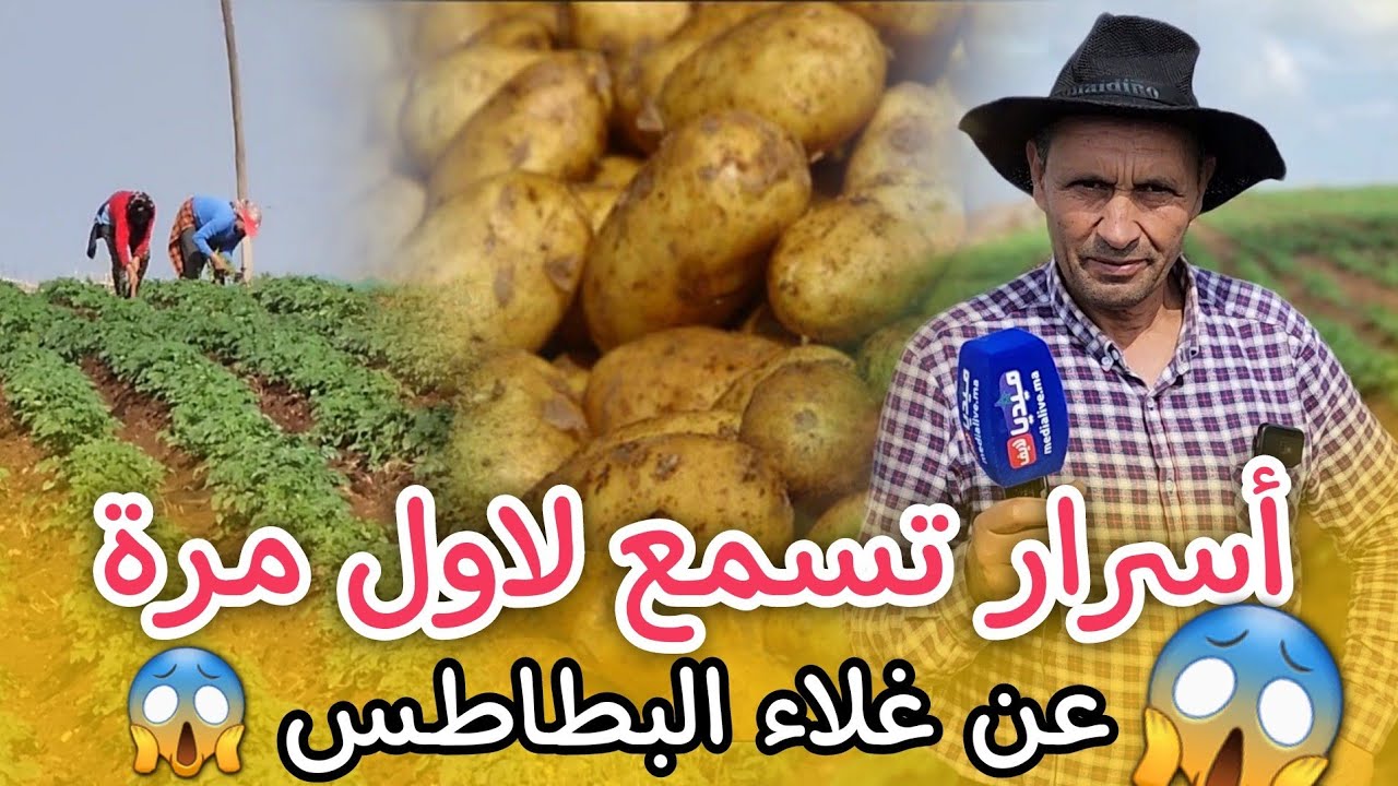غلاء البطاطس🔥🛑 اسرار تسمع لاول مرة 😱من قلب فيرمة لانتاج البطاطس🥔✅️