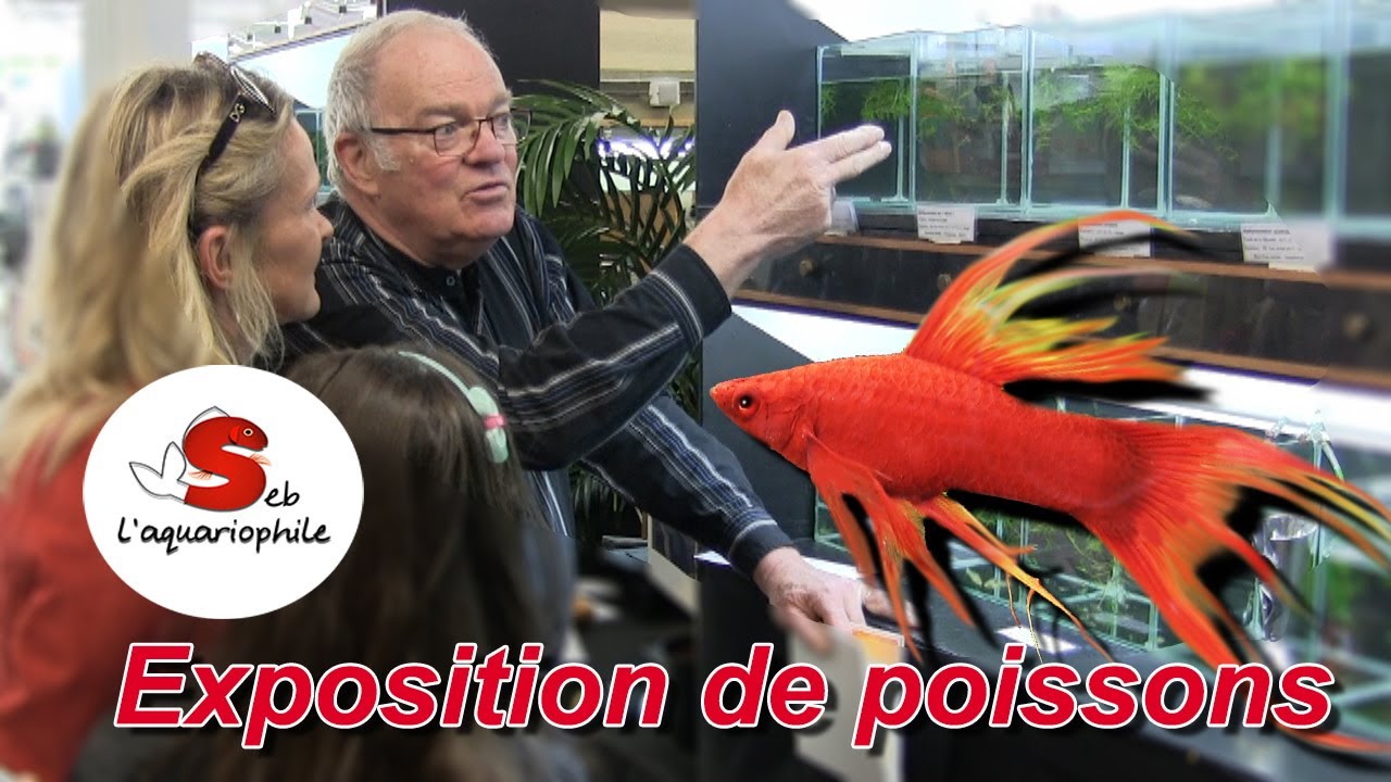 Guppys-xiphophorus  de concours et espèces menacées , très belle exposition de poissons à découvrir