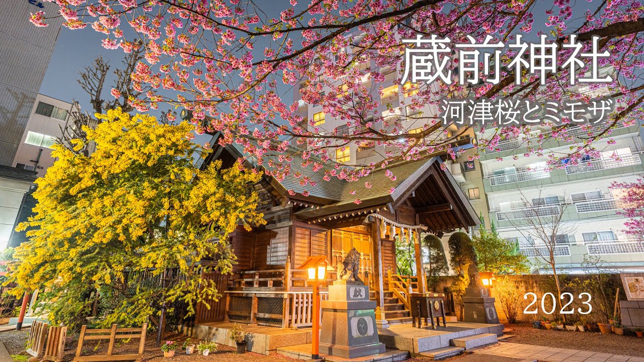 蔵前神社 河津桜とミモザ 4K