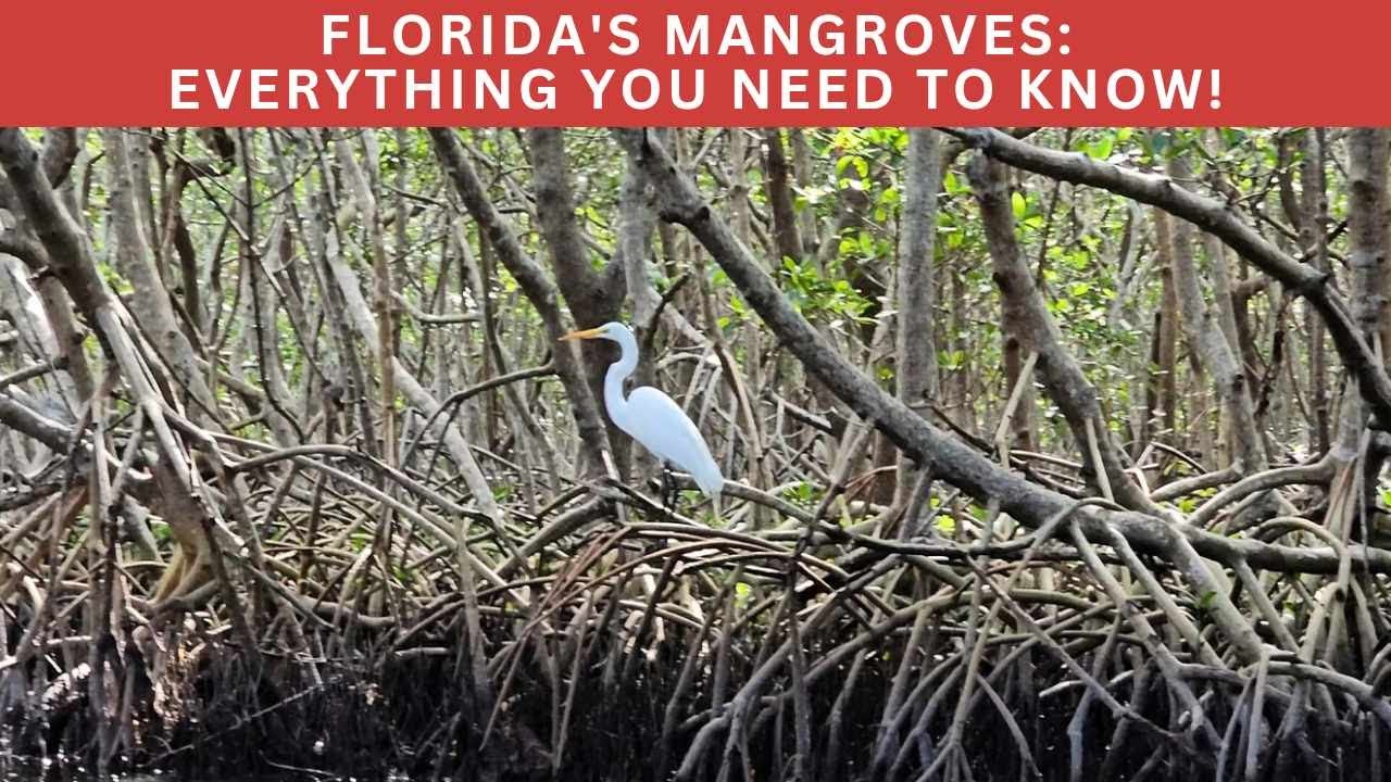 Red, Black and White Mangroves: florida's coastal life sustaining maritime jungles!