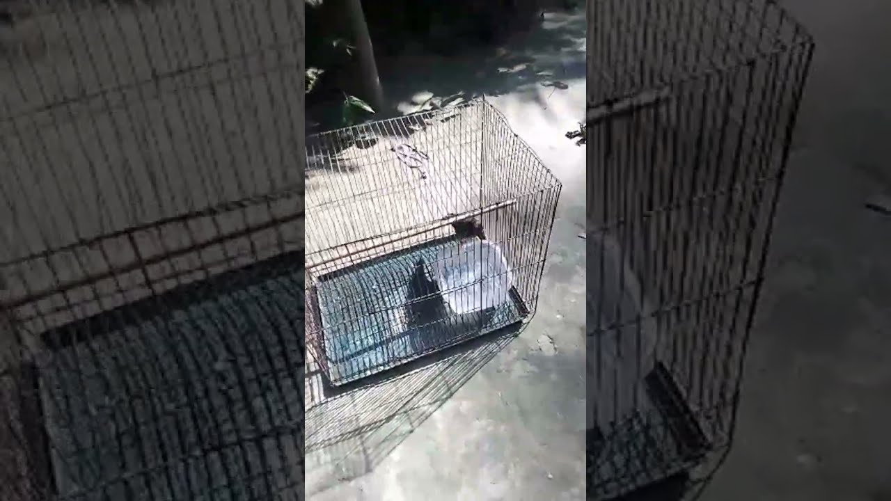 মিঠু শালিক পাখি ২৪ is live!#common_myna_new_baby​#shalik_pakhi​#শালিক_পাখির_নতুন_বাচ্চা​