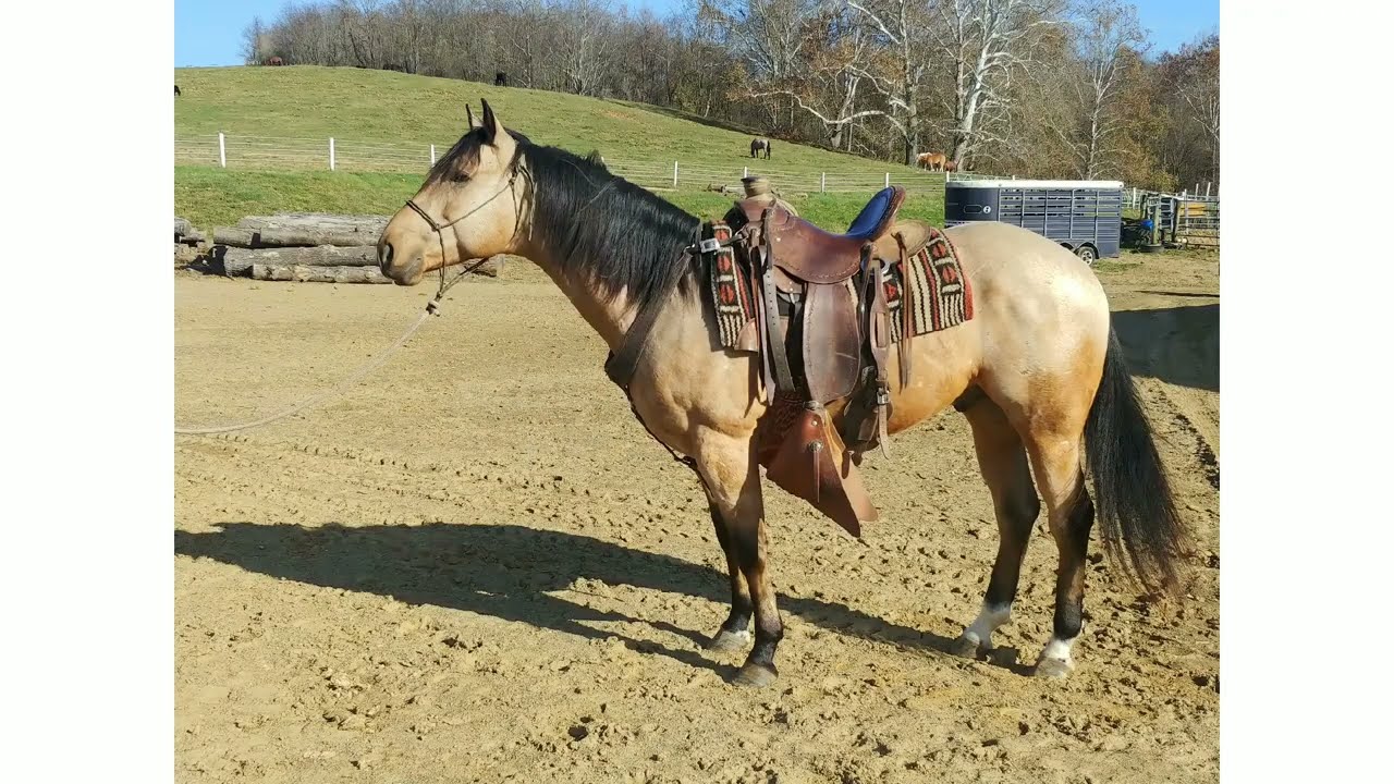 "Tribute" very gentle ranch gelding for sale.   visit our website.  windyhillfarm.net