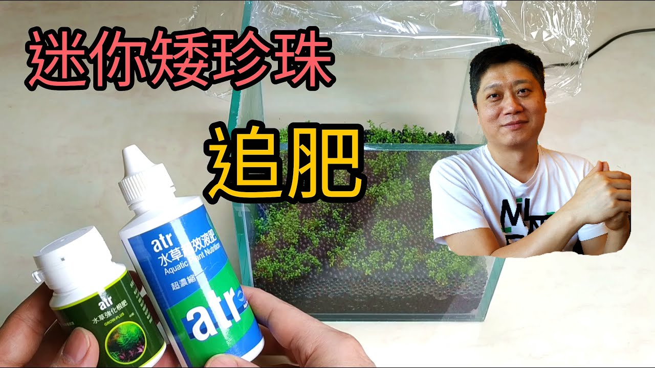 迷你矮珍珠無水啟動後續 施肥追肥技巧大公開 水草水上栽培 fertilizer  emersed aquatic plant Hemianthus callitrichoides 'Cuba'