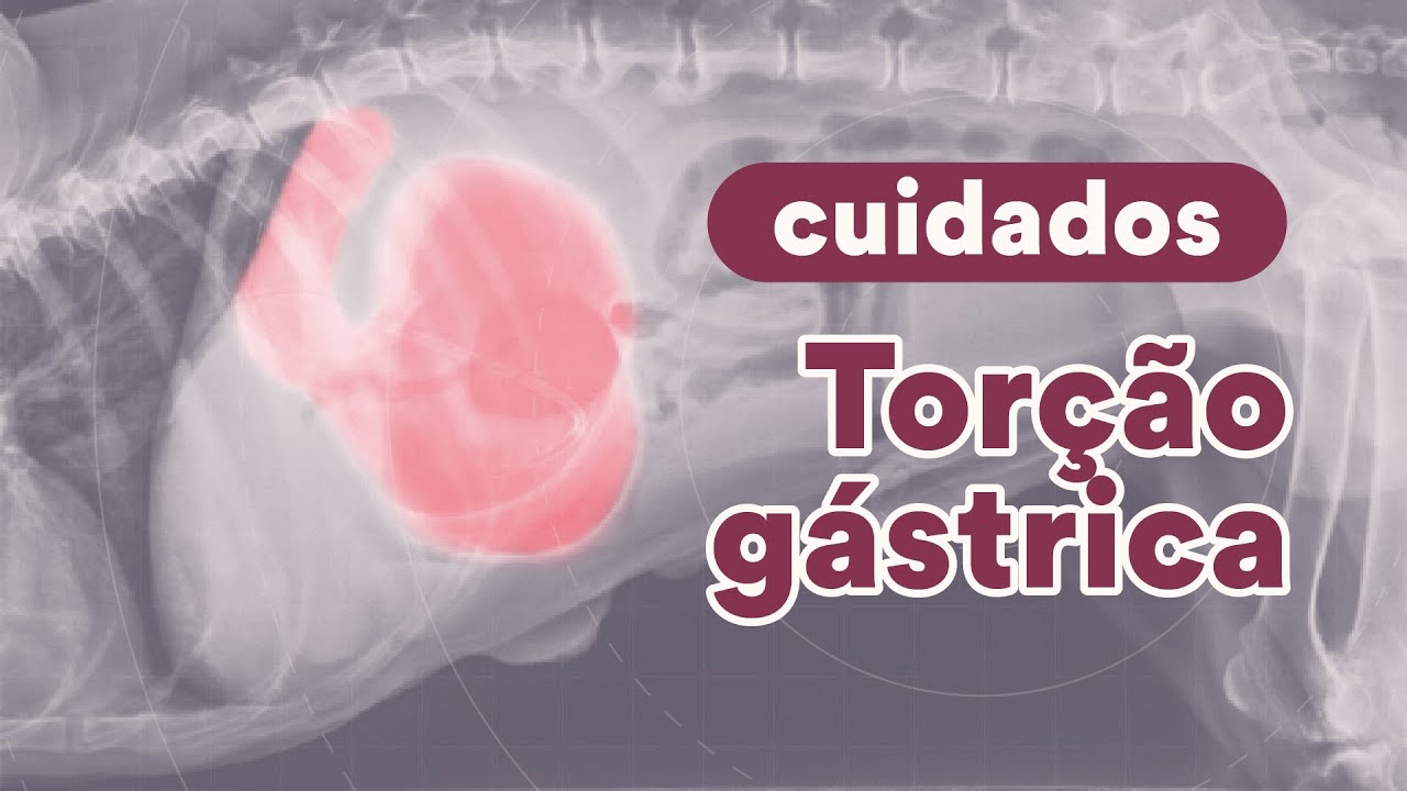 O que é torção gástrica em cães? | Petz TV Cuidados