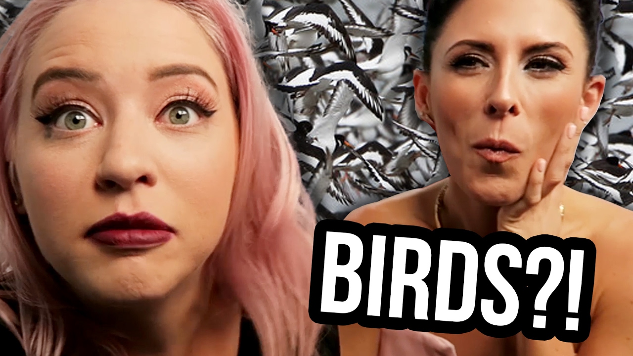 BIRD TAKEOVER!? (Lunchy Break)